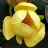 HONEY TULIP™ MAGNOLIA -plant sale shop DETA 5486