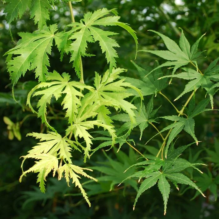 KIHACHIJO UPRIGHT JAPANESE MAPLE 3 KIHACHIJO UPRIGHT JAPANESE MAPLE