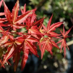 PHOENIX UPRIGHT JAPANESE MAPLE -plant sale shop DETA 5555