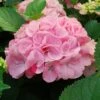 SWEET FANTASY™ HYDRANGEA -plant sale shop DETA 5577