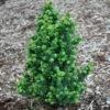 DWARF PAGODA JAPANESE HOLLY -plant sale shop DETA 5579