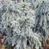 SLENDERINA WEEPING BLUE SPRUCE -plant sale shop DETA 5584