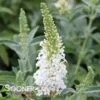 BUTTERFLY TOWERS™ WHITE BUTTERFLY BUSH 2 BUTTERFLY TOWERS™ WHITE BUTTERFLY BUSH -plant sale shop DETA 5606