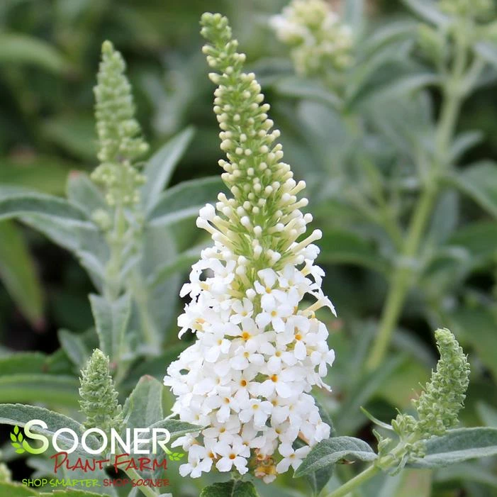BUTTERFLY TOWERS™ WHITE BUTTERFLY BUSH 3 BUTTERFLY TOWERS™ WHITE BUTTERFLY BUSH
