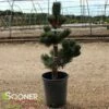 OREGON GREEN AUSTRIAN PINE -plant sale shop DETA 5624
