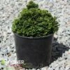 TRUE DWARF HINOKI FALSE CYPRESS 2 TRUE DWARF HINOKI FALSE CYPRESS -plant sale shop DETA 5697