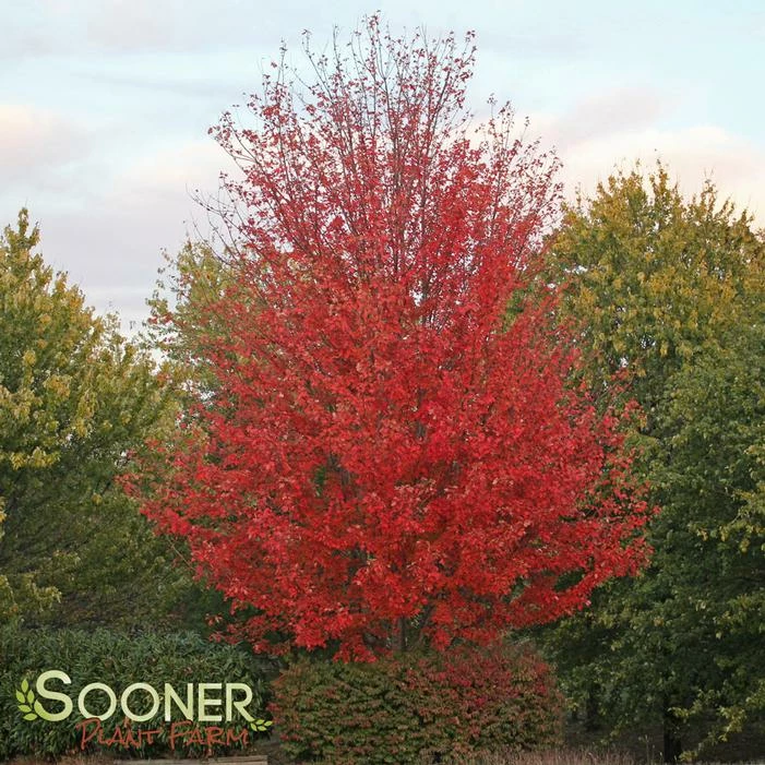 AUTUMN BLAZE® MAPLE 3 AUTUMN BLAZE® MAPLE