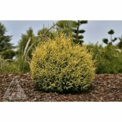 CREAM BALL SAWARA FALSE CYPRESS -plant sale shop DETA 5700