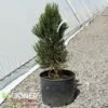 INDIGO EYES BOSNIAN PINE -plant sale shop DETA 5709