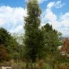 DANNASPIRE® COLUMNAR LACEBARK ELM -plant sale shop DETA 5789