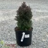 RED STAR ATLANTIC WHITE CEDAR 1 RED STAR ATLANTIC WHITE CEDAR -plant sale shop DETA 664