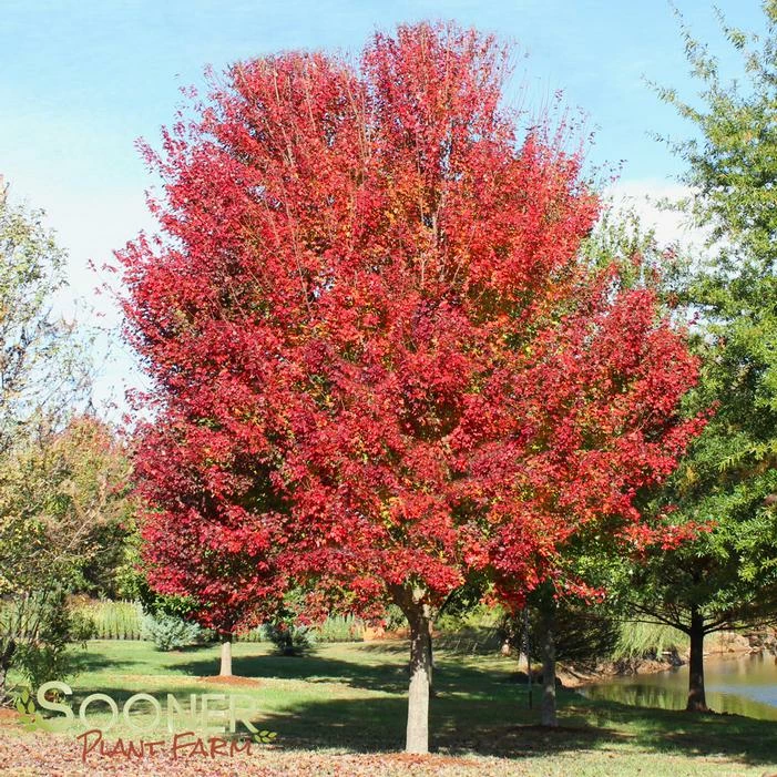 RED SUNSET® MAPLE 4 RED SUNSET® MAPLE - Image 2