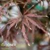 LION HEART WEEPING JAPANESE MAPLE -plant sale shop DETA 694