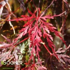 RED SELECT WEEPING JAPANESE MAPLE -plant sale shop DETA 728