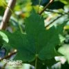 SUGAR MAPLE -plant sale shop DETA 73