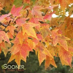 TRIDENT MAPLE 14 TRIDENT MAPLE -plant sale shop DETA 74