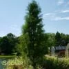 SHAWNEE BRAVEĀ® BALD CYPRESS 1 SHAWNEE BRAVEĀ® BALD CYPRESS -plant sale shop DETA 8