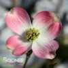 PINK FLOWERING DOGWOOD 2 PINK FLOWERING DOGWOOD -plant sale shop DETA 885
