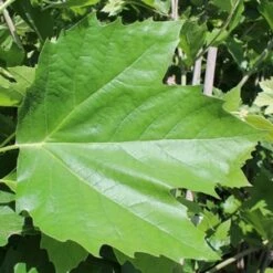 BLOODGOOD LONDON PLANETREE -plant sale shop DETA2 1125