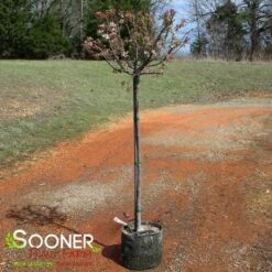 CORALBURST CRABAPPLE 6 CORALBURST CRABAPPLE -plant sale shop DETA2 1165