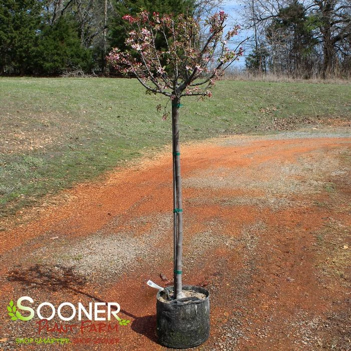 CORALBURST CRABAPPLE 4 CORALBURST CRABAPPLE - Image 2