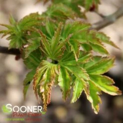 New Products -plant sale shop DETA2 1199