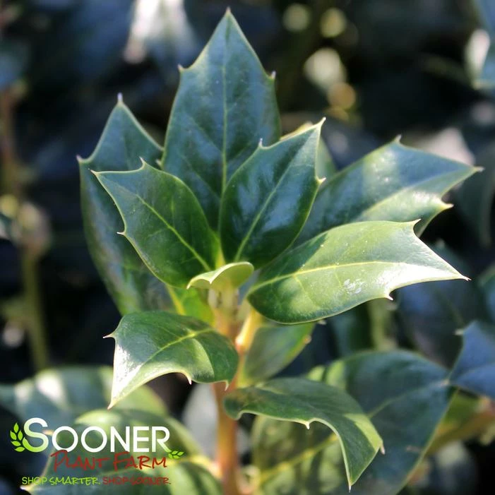 NELLIE R. STEVENS HOLLY 3 NELLIE R. STEVENS HOLLY