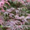 SHIRAZZ UPRIGHT JAPANESE MAPLE -plant sale shop DETA2 1225