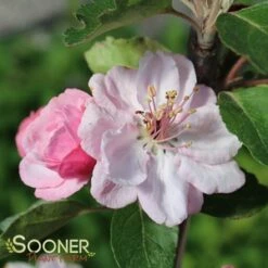 BRANDYWINE CRABAPPLE -plant sale shop DETA2 1246