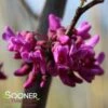 OKLAHOMA REDBUD -plant sale shop DETA2 1286