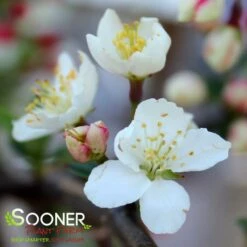 SARGENT TINA CRABAPPLE 7 SARGENT TINA CRABAPPLE -plant sale shop DETA2 1303