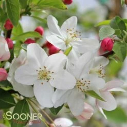 SUGAR TYME® CRABAPPLE 6 SUGAR TYME® CRABAPPLE -plant sale shop DETA2 1313