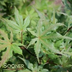 AMBER GHOST UPRIGHT JAPANESE MAPLE -plant sale shop DETA2 1409