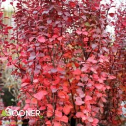 ORANGE ROCKET BARBERRY -plant sale shop DETA2 1447