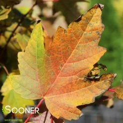 BOWHALL MAPLE -plant sale shop DETA2 174