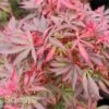 SHAINA DWARF UPRIGHT JAPANESE MAPLE -plant sale shop DETA2 1874