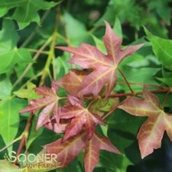 FIRE DRAGON® SHANTUNG MAPLE -plant sale shop DETA2 2002