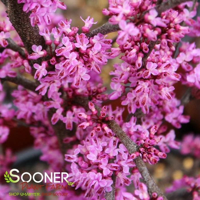 ACE OF HEARTS REDBUD 3 ACE OF HEARTS REDBUD