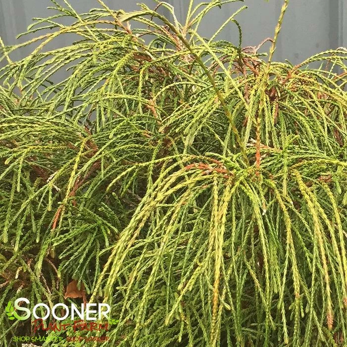 WHIPCORD ARBORVITAE 4 WHIPCORD ARBORVITAE - Image 2