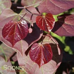 RUBY FALLS WEEPING REDBUD -plant sale shop DETA2 2311