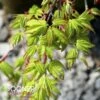 RYUSEN WEEPING JAPANESE MAPLE -plant sale shop DETA2 2322