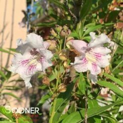 MORNING CLOUD CHITALPA 6 MORNING CLOUD CHITALPA -plant sale shop DETA2 2348