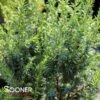 PENCIL POINT JUNIPER -plant sale shop DETA2 2355