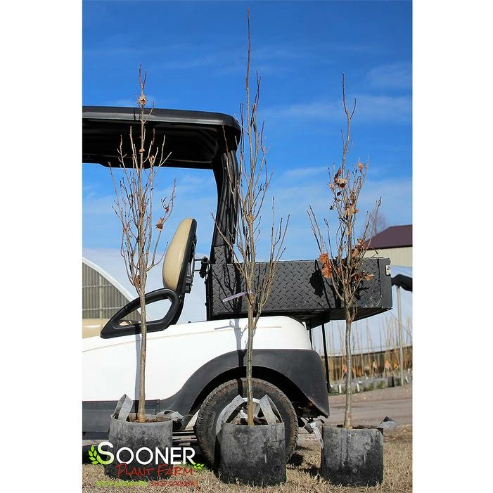 KINDRED SPIRIT® OAK 3 KINDRED SPIRIT® OAK