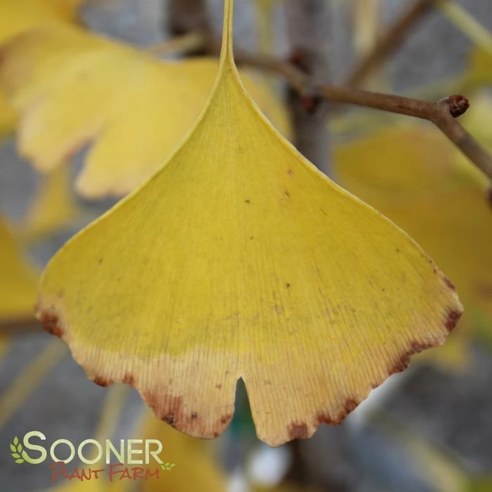 GOLDSPIRE™ GINKGO 3 GOLDSPIRE™ GINKGO