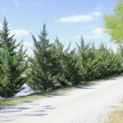 HETZI COLUMN JUNIPER -plant sale shop DETA2 2415