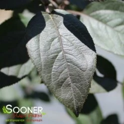 VELVET PILLAR CRABAPPLE -plant sale shop DETA2 2429