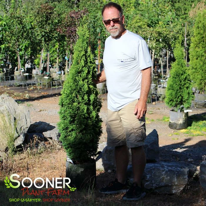 DEGROOT'S SPIRE ARBORVITAE 4 DEGROOT'S SPIRE ARBORVITAE - Image 2