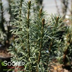 UPRIGHT PLUM YEW -plant sale shop DETA2 2484