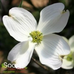 CHEROKEE PRINCESS® DOGWOOD -plant sale shop DETA2 27